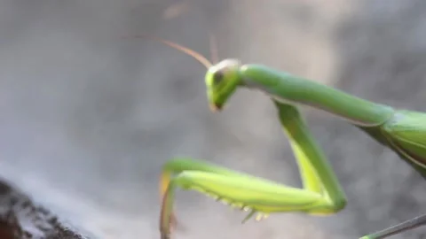 Green praying mantis close-up in the wind side view Vidéo 163487083