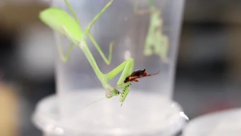 Green praying mantis devouring a smaller bug Stock Footage 252473191