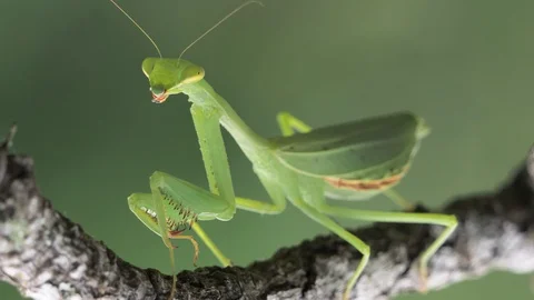 Green Praying Mantis on a dry branch Stock Footage 88614788