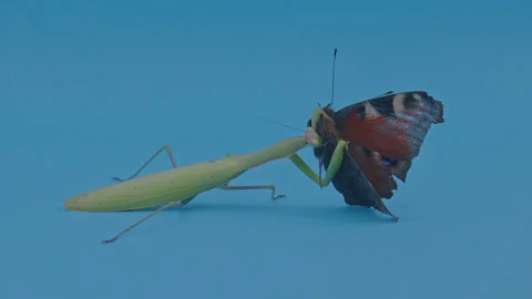 Green praying mantis eats a colored butterfly 2 Stock Footage 261778312