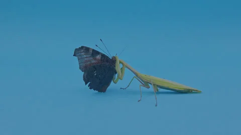 Green praying mantis eats a colored butterfly 4 Stock Footage 261784694