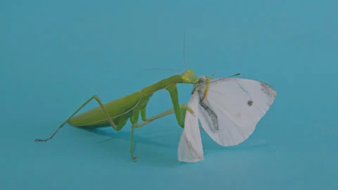 Green praying mantis eats a white butterfly 2 Stock Footage 261798068