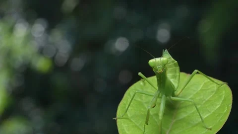 Green Praying Mantis Facing the Camera on a Leaf Vídeos de archivo 304976989
