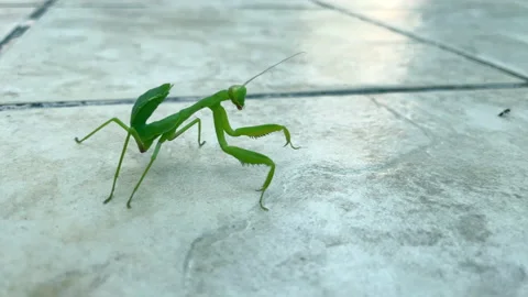 Green praying mantis Vidéo 161422623