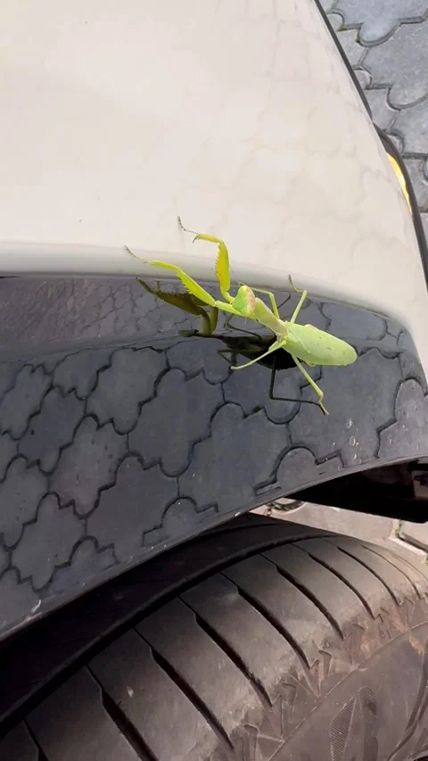 Green praying mantis Stock Footage 332445883