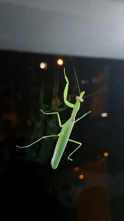 Green praying mantis	 Stock Footage 341711261