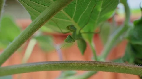 Green Praying Mantis Hanging Upside Down Under Sunflower Leaf Stock Footage 328694764