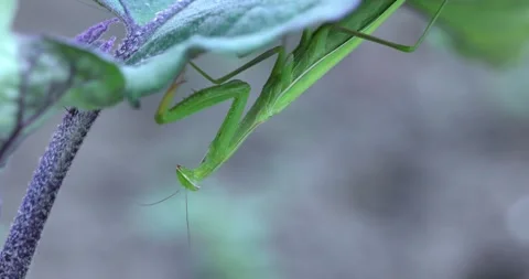 Green praying mantis hanging upside down on a leaf Stock Footage 332642681
