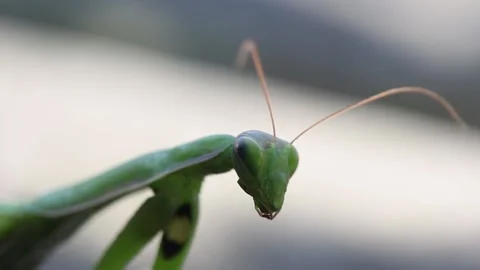 Green praying mantis head in the wind macro 스톡 동영상 163487090
