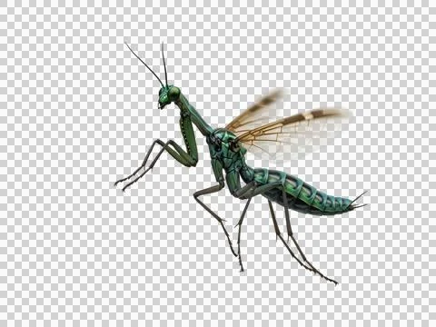Green praying mantis insect flying close up isolated on white background Stock Photos