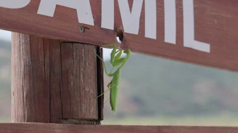 Green praying mantis insect Mantidae clinging to a wooden post beneath a sign Video stock 345367071