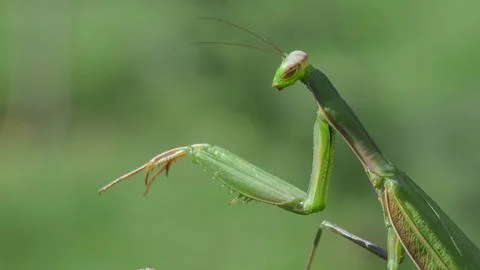 Green praying mantis insect (Mantis religiosa) on a leaf, macro close-up deta Stock Photos