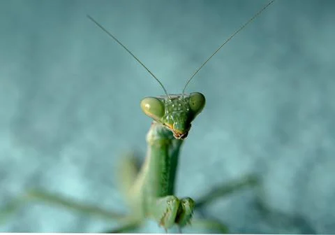 Green Praying Mantis insect ready to leap Stock Photos