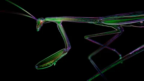 Green praying mantis on a leaf, digital neon light effect, black background Stock Illustration