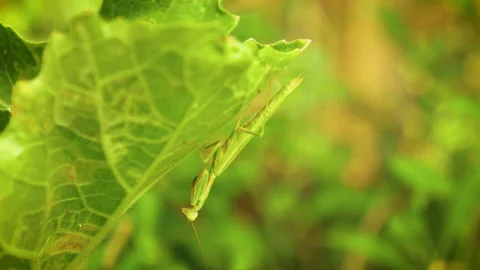 Green Praying Mantis on Leaf Stock Footage 237040495