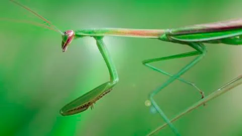 Green praying mantis on a leaf, slim and gracious insect but dreadful predator Stock Photos