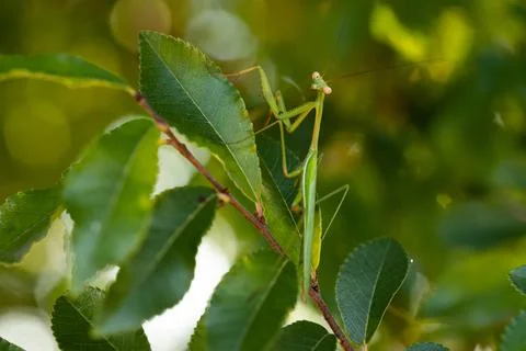 Green Praying Mantis on a leaf in a tree Stock Photos