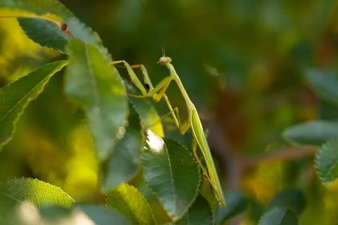 Green Praying Mantis on a leaf in a tree Stock Photos