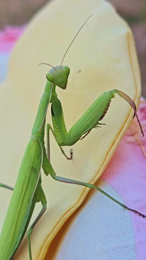Green Praying Mantis Looking at Camera in Vertical Macro Shot Stock Footage 345774216