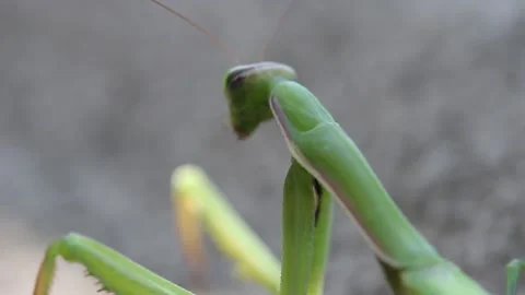 Green praying mantis macro back view Видео 163487084