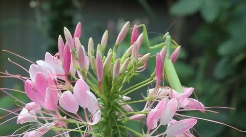 Green praying mantis  / Mantis religiosa Stock Footage 11754597