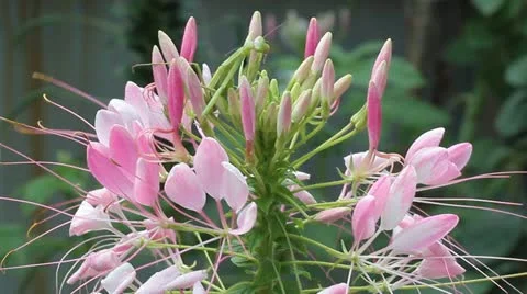 Green praying mantis  / Mantis religiosa Stock Footage 11755064
