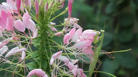 Green praying mantis  / Mantis religiosa Stock Footage 11760714