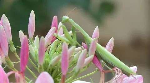 Green praying mantis  / Mantis religiosa Stock Footage 11760794