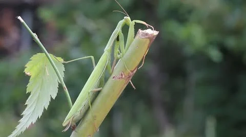 Green praying mantis  / Mantis religiosa Stock Footage 11761047