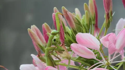 Green praying mantis  / Mantis religiosa Stock Footage 11761079
