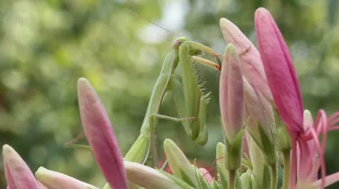 Green praying mantis  / Mantis religiosa Stock Footage 11761088