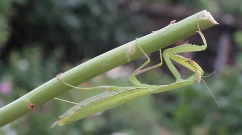 Green praying mantis  / Mantis religiosa Stock Footage 11762160