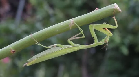 Green praying mantis  / Mantis religiosa Stock Footage 11762670