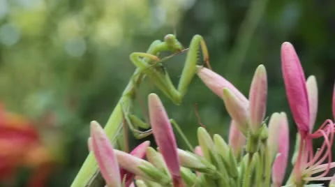 Green praying mantis  / Mantis religiosa Stock Footage 11762706