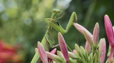 Green praying mantis  / Mantis religiosa Stock Footage 11763132