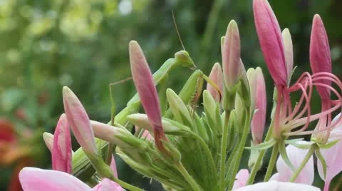 Green praying mantis  / Mantis religiosa Stock Footage 11763357