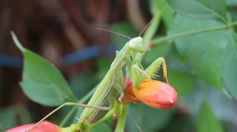 Green praying mantis  / Mantis religiosa Stock Footage 11763474