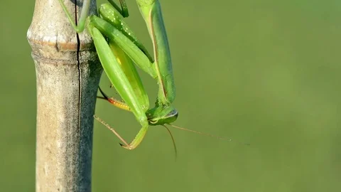 Green Praying Mantis (Mantis religiosa). Close-up. Stock Footage 80484376