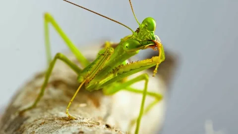 Green praying mantis moving mandibles on a branch Stock Footage 340626151