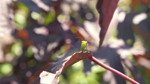 Green Praying Mantis Peeking Over The Edge Of Withered Reddish Leaf In Stock Footage 333657151