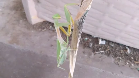 Green Praying Mantis Perched on Snake Plant Leaf Wildlife Macro Stock Footage 345705717