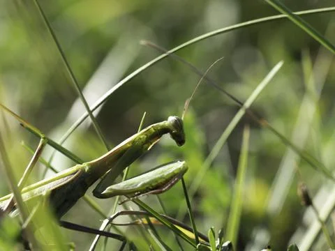 Green praying mantis perches alert in tall grass Stock Photos