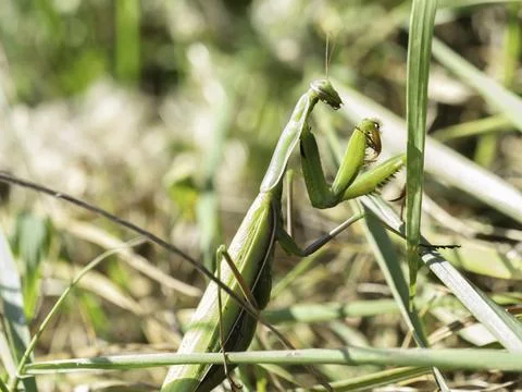 Green praying mantis perches on grass blades Stock Photos