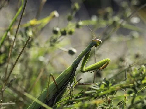 Green praying mantis perches in grassy field Stock Photos