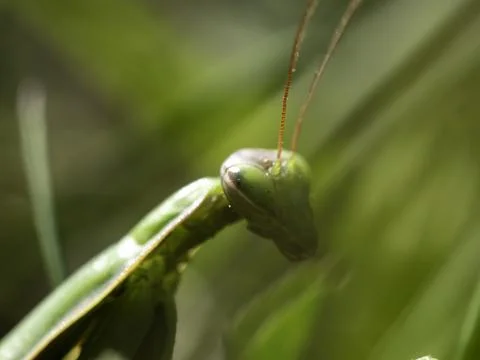 Green praying mantis perches on leafy background Stock Photos
