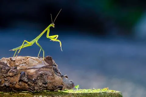 Green praying mantis Stock Photos