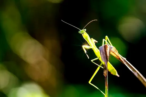 Green praying mantis Stock Photos