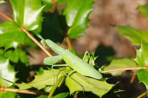 Green praying mantis Stock Photos