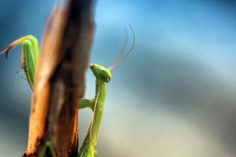 Green praying mantis Foto stock