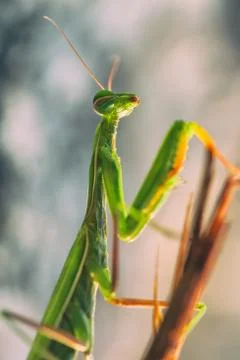 Green praying mantis Stock Photos